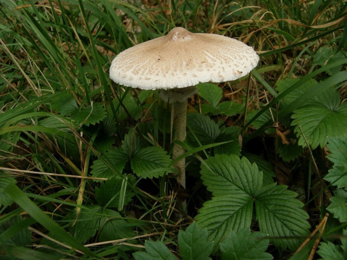 Гриб зонтик чешуйчатый