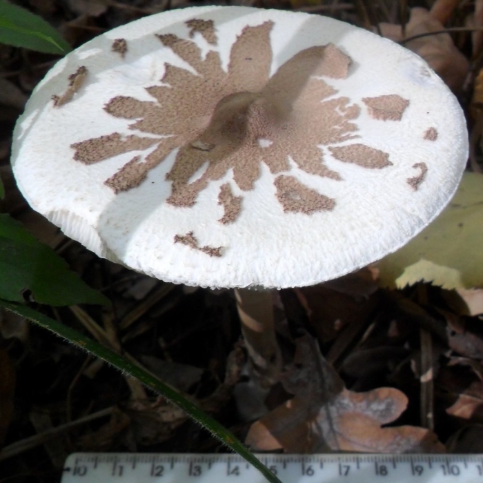 Гриб зонтик конрада