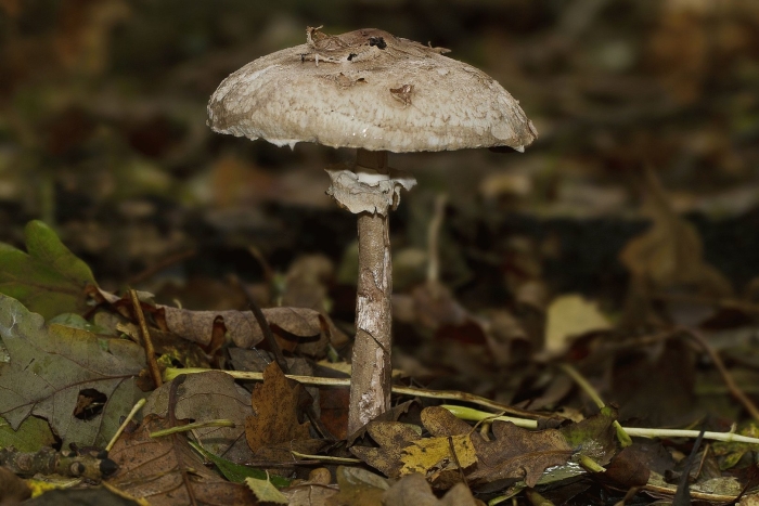 Chlorophyllum brunneum