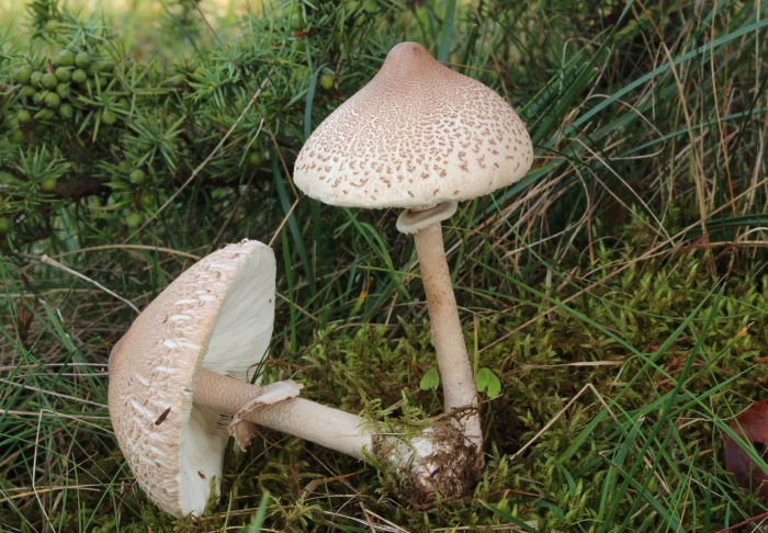 Зонтик пёстрый macrolepiota procera