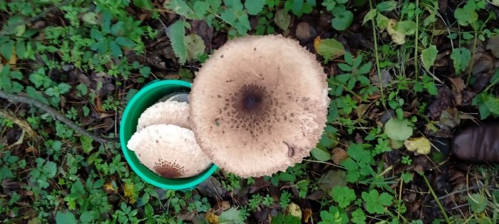 Гриб зонтик пестрый