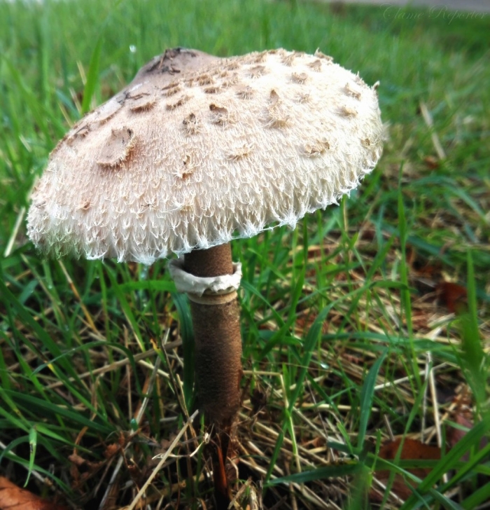 Гриб зонтик пёстрый