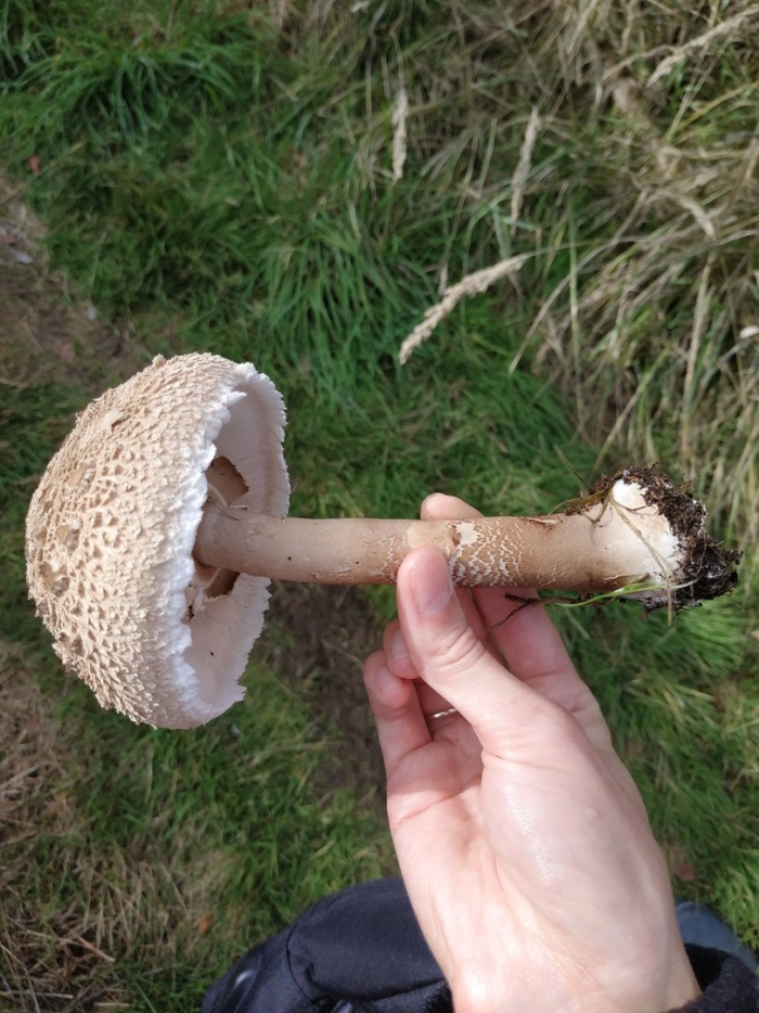 Гриб зонтик курятник