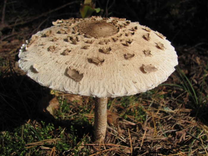 Зонтик пёстрый macrolepiota procera