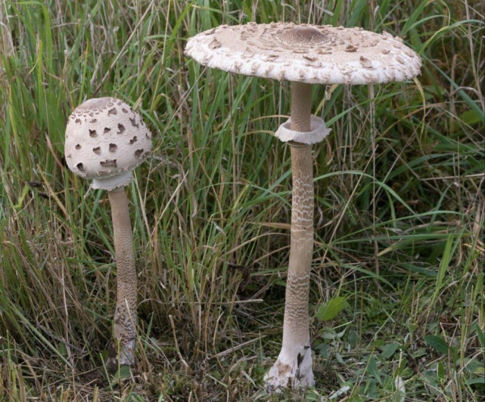 Macrolepiota procera