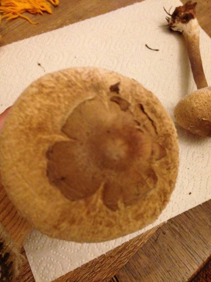 Паутинник чешуйчатый cortinarius