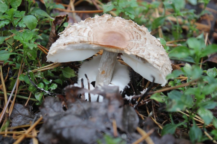 Гриб зонтик пестрый ядовитый