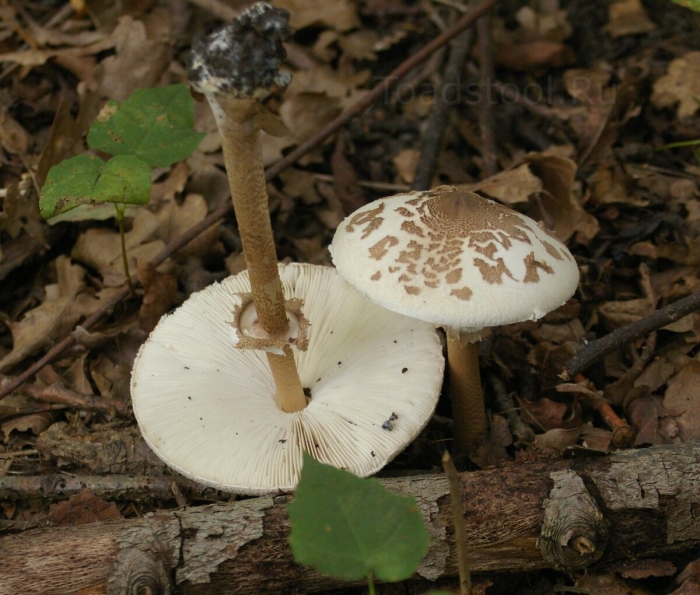 Гриб зонтик пёстрый пластинчатый