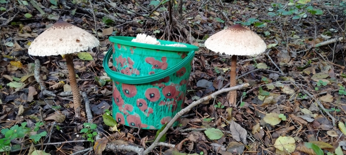 Пестрый зонтик гриб