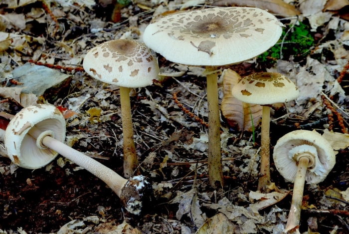 Гриб зонтик конрада