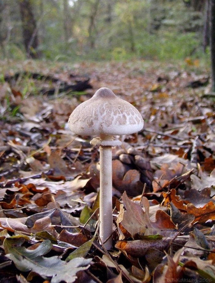 Macrolepiota mastoidea