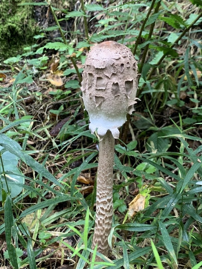 Гриб зонтик краснеющий chlorophyllum rhacodes