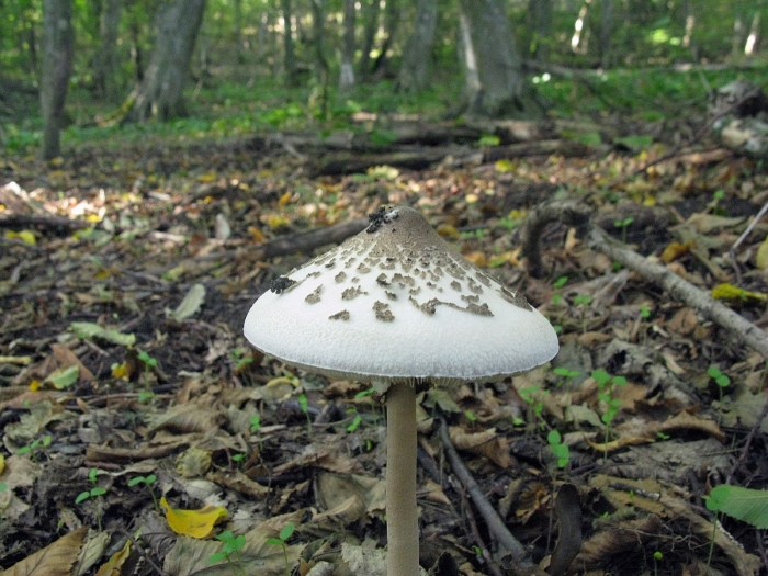 Гриб зонтик девичий macrolepiota puellaris