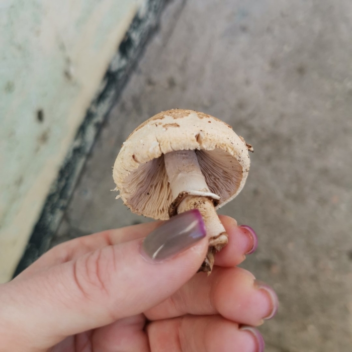 Гриб зонтик конрада