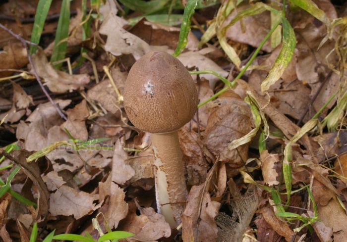 Подберёзовик твердоватый leccinum duriusculum