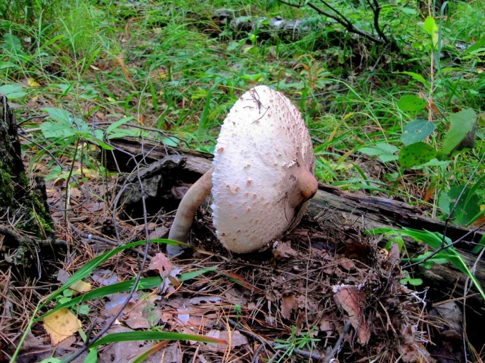 Гриб зонтик пёстрый macrolepiota procera