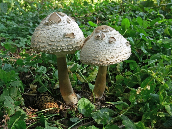 Гриб зонтик девичий macrolepiota puellaris