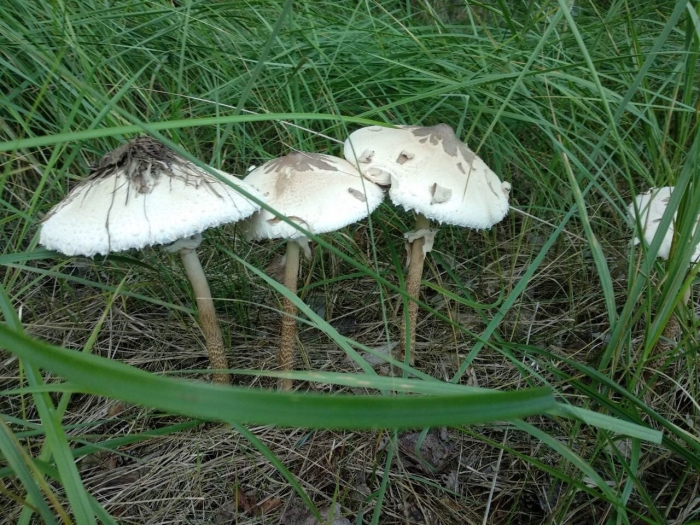 Зонтик белый macrolepiota excoriata