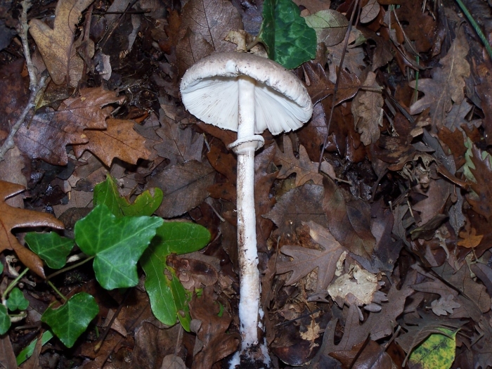Гриб зонтик краснеющий chlorophyllum rhacodes