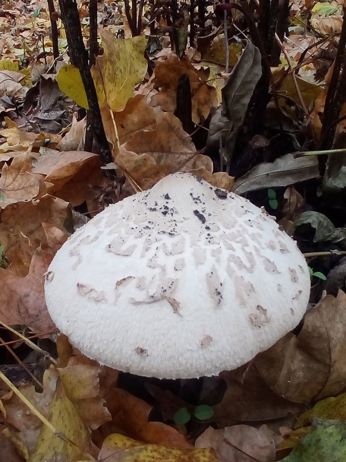 Гриб зонтик пёстрый macrolepiota procera