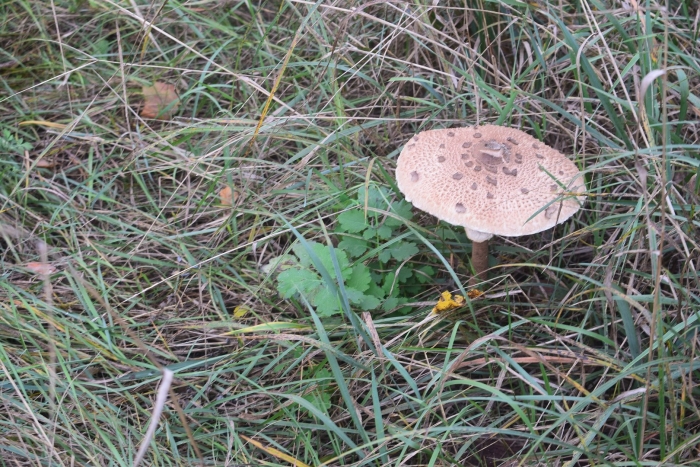 Гриб-зонтик сосцевидный грибы-космополиты