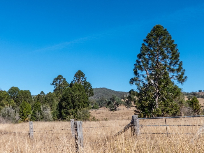 Араукарии бидвилла