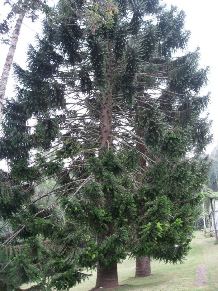 Araucaria bidwillii