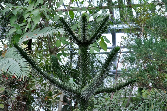 Араукария чилийская