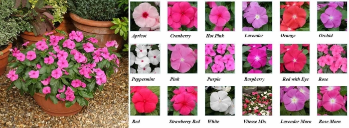 Катарантус грейп