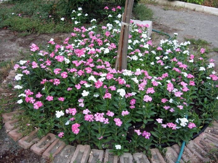 Catharanthus roseus