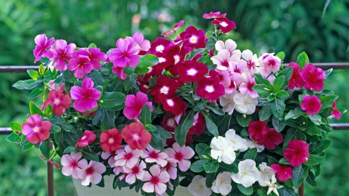 Катарантус ампельный медитерранеан микс