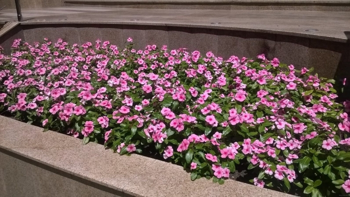 Барвинок катарантус