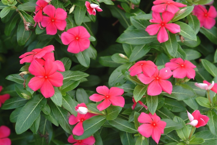 Бальзамин катарантус