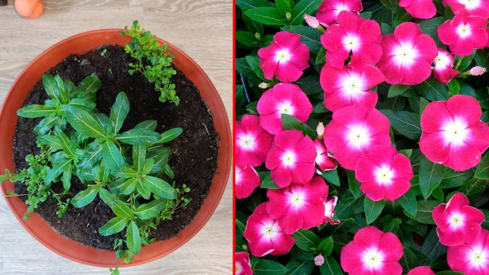 Катарантус полька