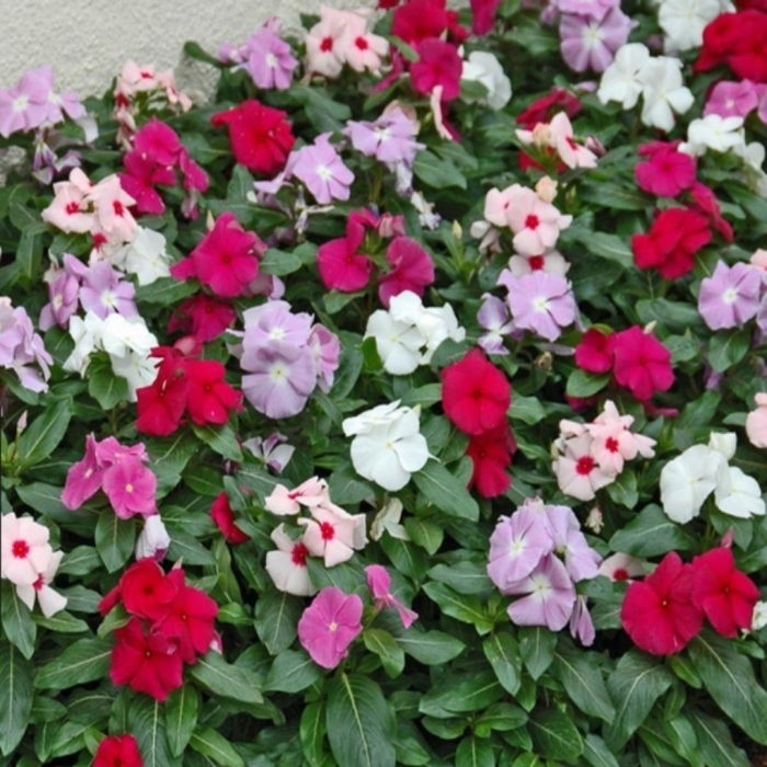 Катарантус пацифика микс