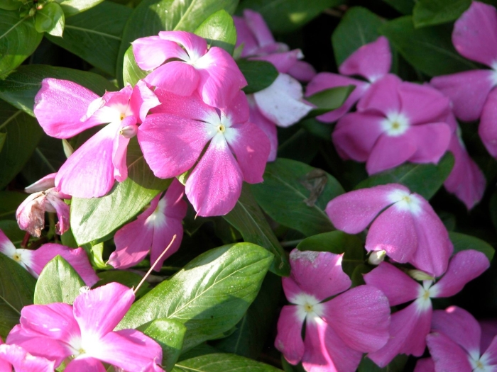 Катарантус («кайенский жасмин»)