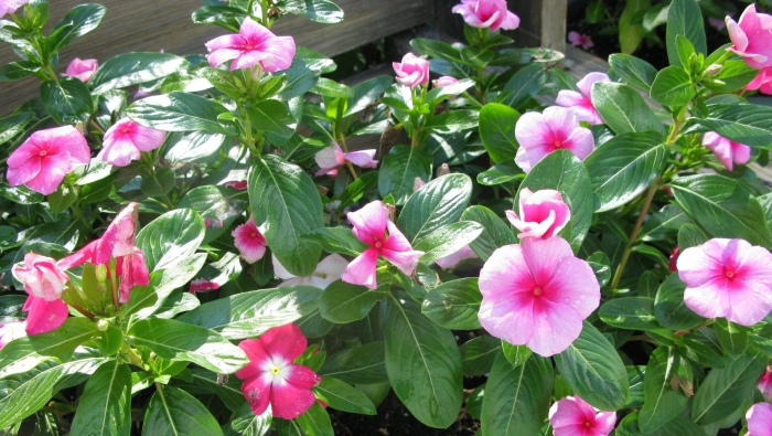 Цветок бальзамин