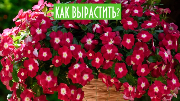 Катарантус бургунди хало