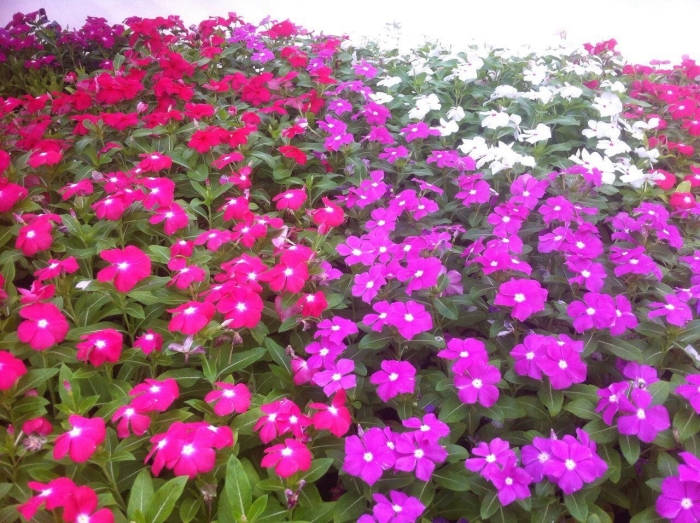 Катарантус на клумбе