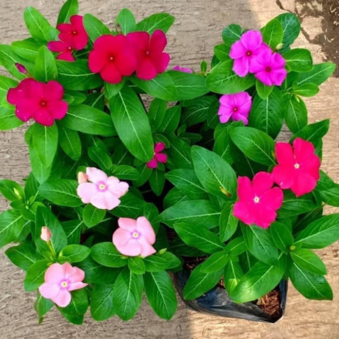 Барвинок или катарантус