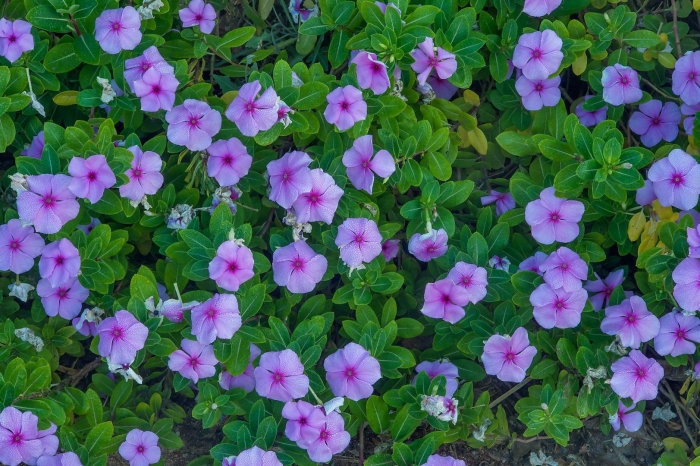 Барвинок розовый катарантус щеголь