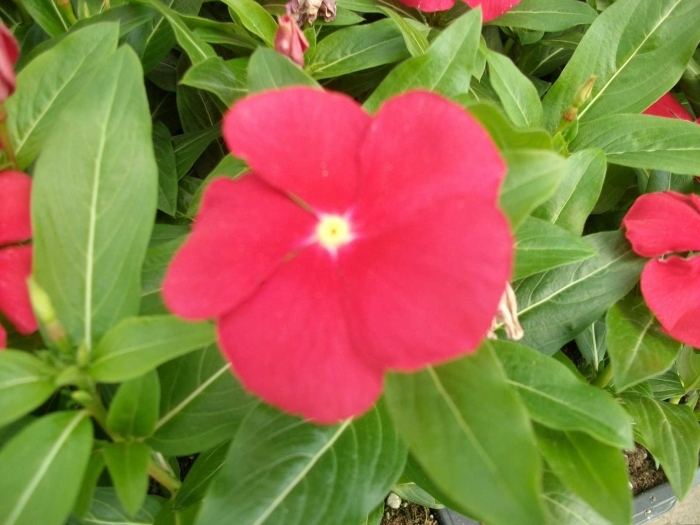 Катарантус розовый падишах