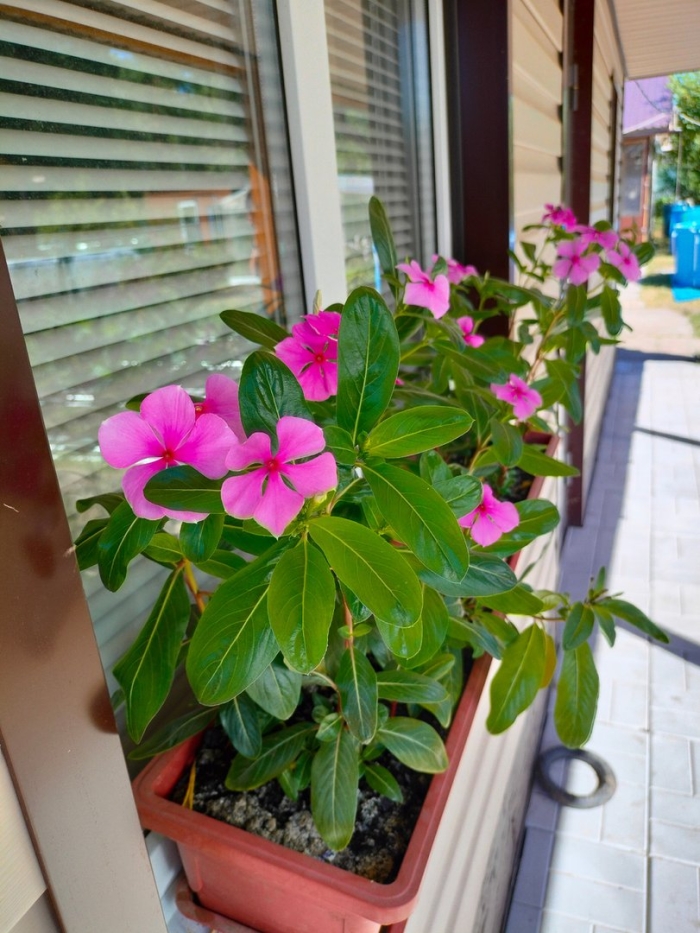 Катарантус выращивание из семян