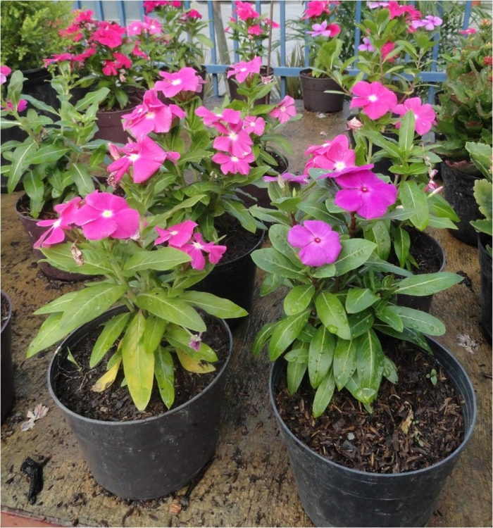 Цветок катарантус