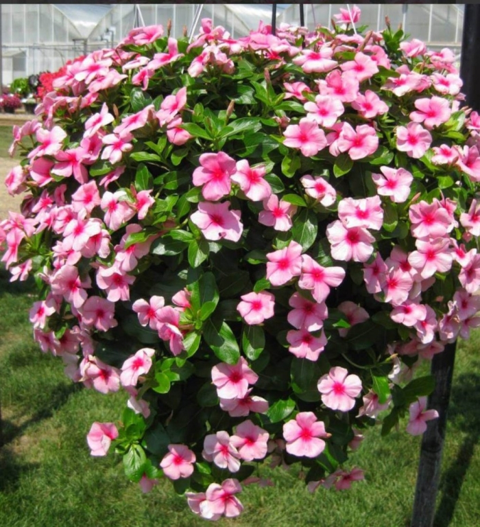 Катарантус ампельный медитерранеан