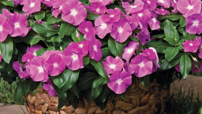 Катарантус пацифика априкот