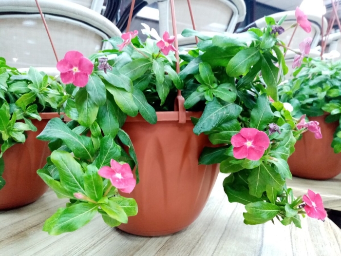 Катарантус ампельный титан