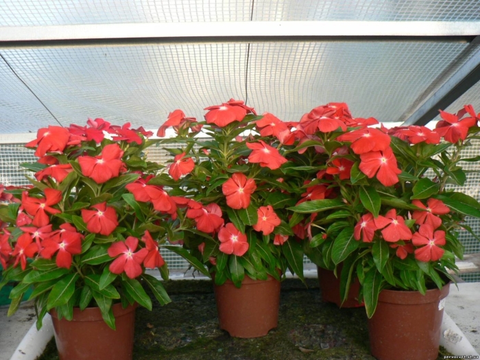 Катарантус комнатный