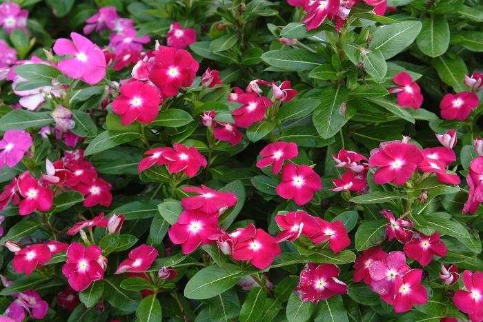 Цветок бальзамин садовый