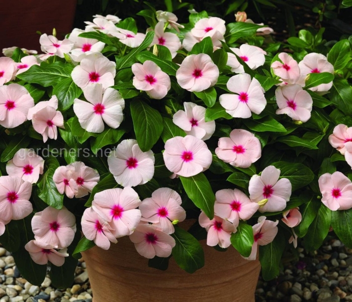 Катарантус розовый